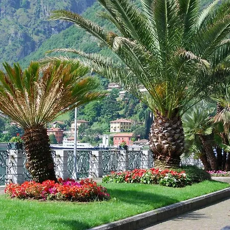 Wisteria فيلة ميناجيو