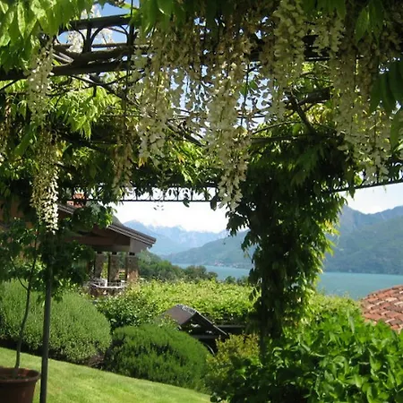 Wisteria فيلة