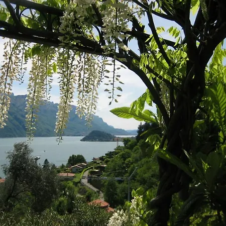 فيلة Wisteria