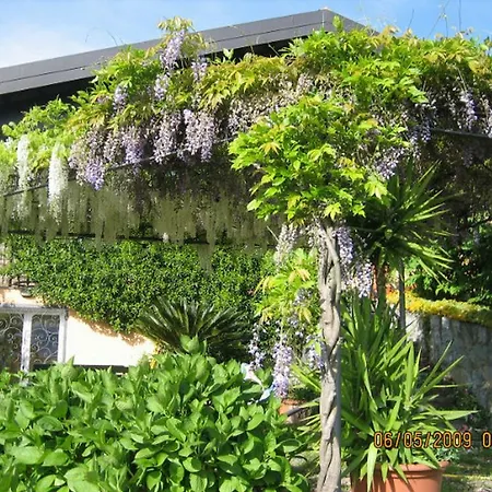 Wisteria 메나지오